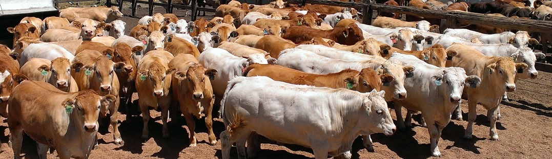 blonde cattle on a feedlot