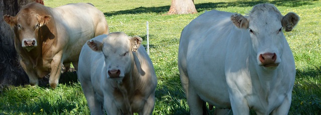 Blonde Cattle's Origins, Characteristics, Facts and Breed Information