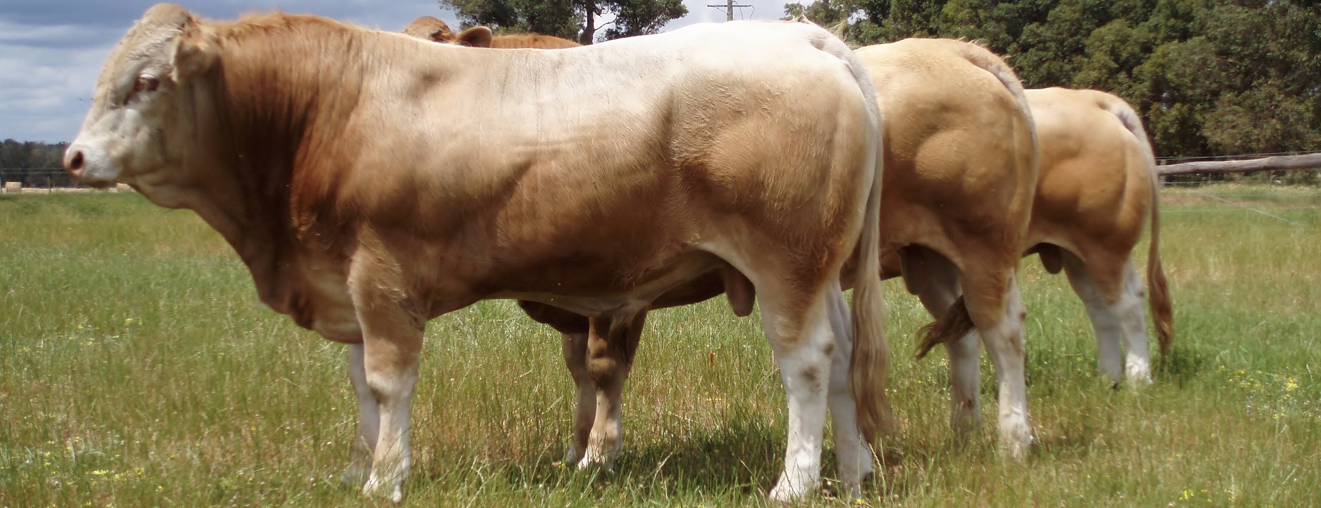 blonde cattle