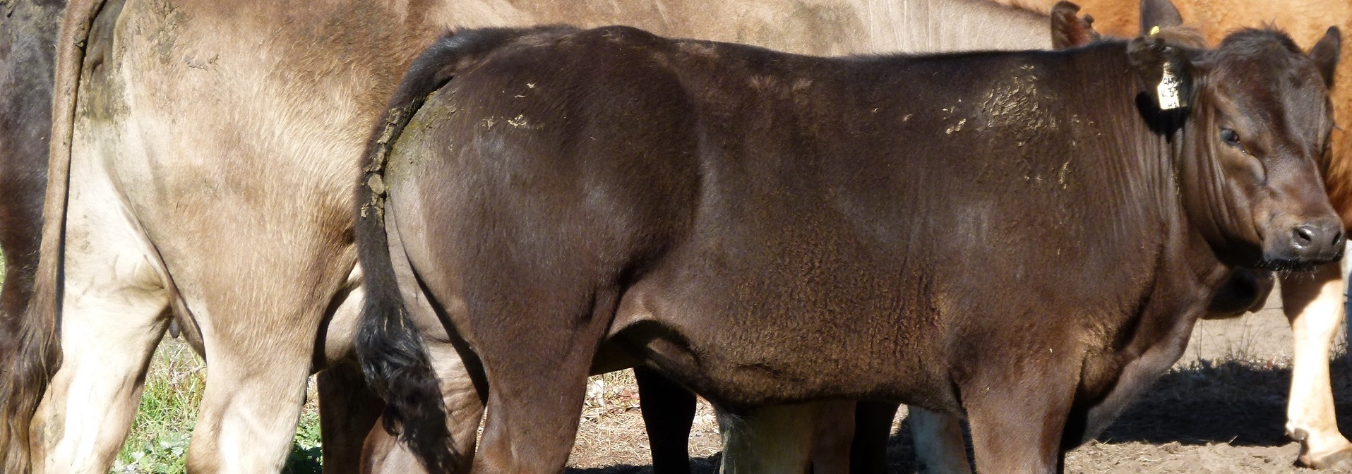 3/4 Blonde/Murray Grey calf