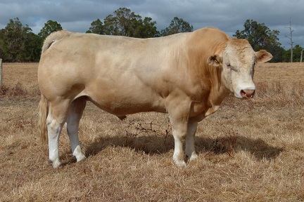 uranongo hamma website